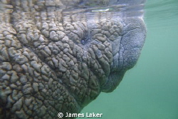 Young Wrinkly Manatee Coming Up For Air by James Laker 